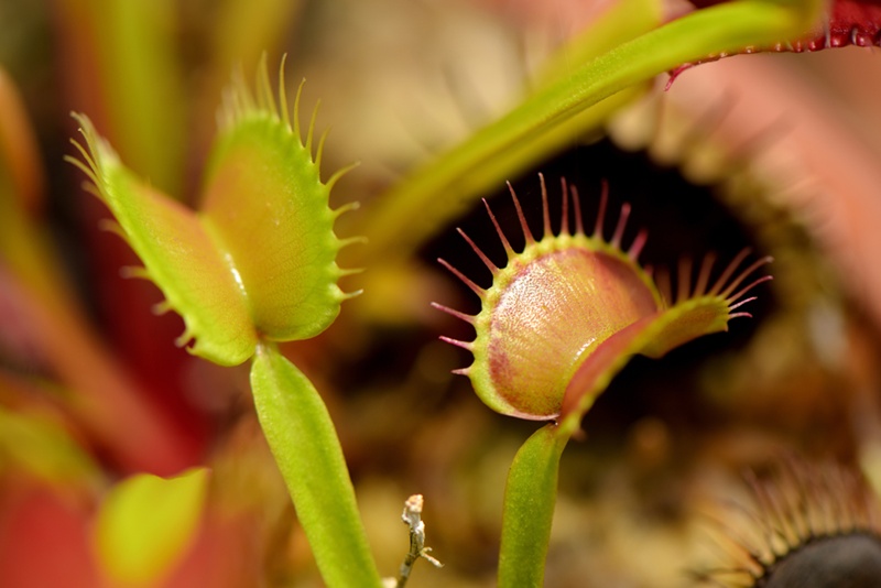 A research team led by Moon Hong Chul, a professor at the Korea Advanced Institute of Science and Technology, has developed a capturing material for soft robots inspired by the Venus flytrap. iClickArt (Unauthorized reproduction and redistribution of the photo above are prohibited under copyright law.)