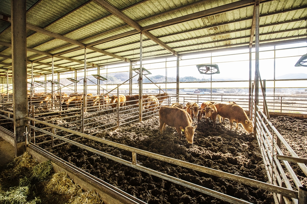 The Rural Development Administration has distributed a manual of animal welfare guidelines that any farm, even one without official certification for animal welfare, can implement. iClickArt (This image is protected by copyright law and unauthorized reproduction or redistribution is strictly prohibited.) 