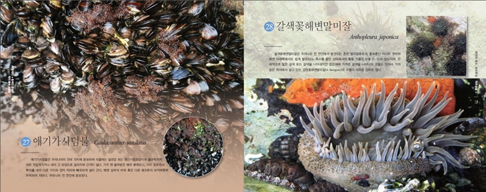 27%20East%20coast%20Caulacanthus%20ustulatus.JPG