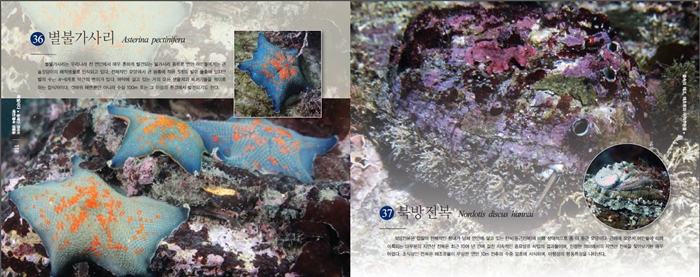 36%20East%20coast%20Asterina%20pectinifera.JPG