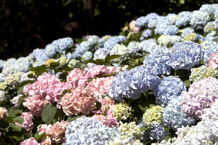 700_2_jeju_20180525.jpg