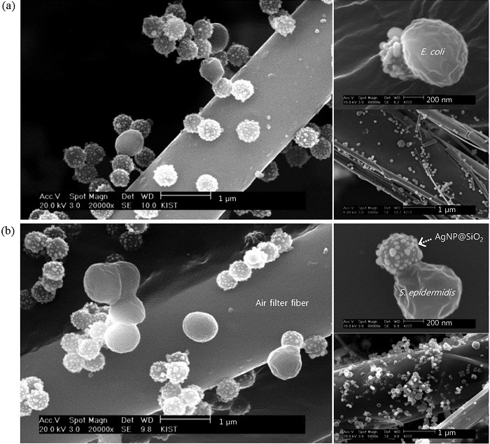 The image shows the silver nanoparticle-coated air filter capturing and annihilating bacteria. (photo courtesy of the Ministry of Science, ICT and Future Planning)