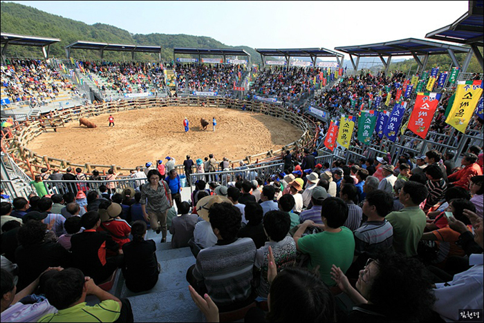 The past (top) and the present depict a bull fight in Jinju, Gyeongsangnam-do (South Gyeongsang Province). (photos courtesy of the KCC, Australia) 