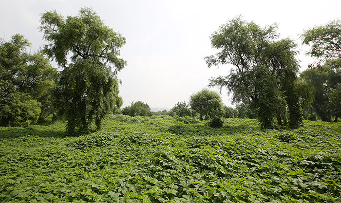 Bamseom_Island_Article_28.jpg