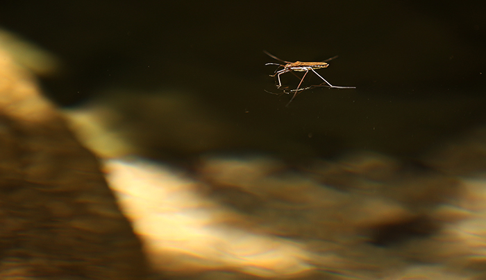A water strider waits afloat for its prey in a valley stream at Bukhansan Mountain. (photo: Jeon Han)