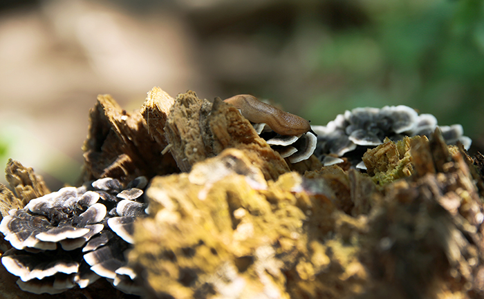 A snail passes a mushroom growing on an old tree at Bukhansan Mountain. (photo: Jeon Han)