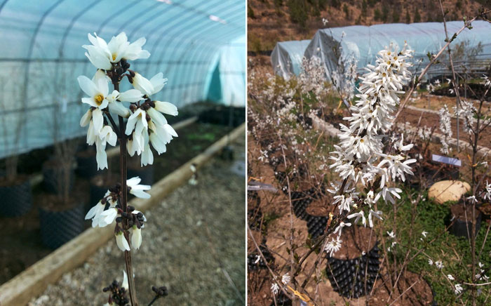 White forsythia come into bloom in the royal garden of the Kingdom of Bhutan. (photo courtesy of Goesan County)