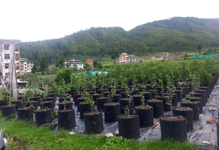 Seedlings of white forsythia in the royal garden of the Kingdom of Bhutan. (photo courtesy of Goesan County)