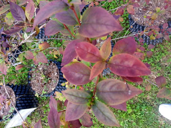 Leaves of white forsythia turn red in the royal garden of the Kingdom of Bhutan. (photo courtesy of Goesan County)