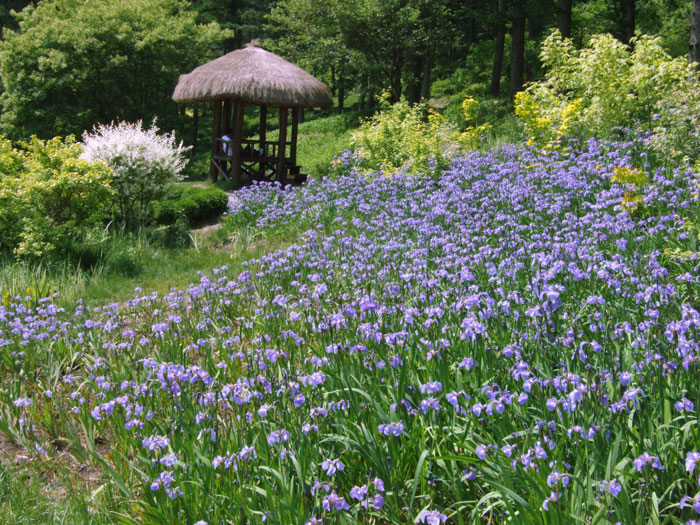 Flowers create a beautiful scene, surrounding a gazebo in the garden.