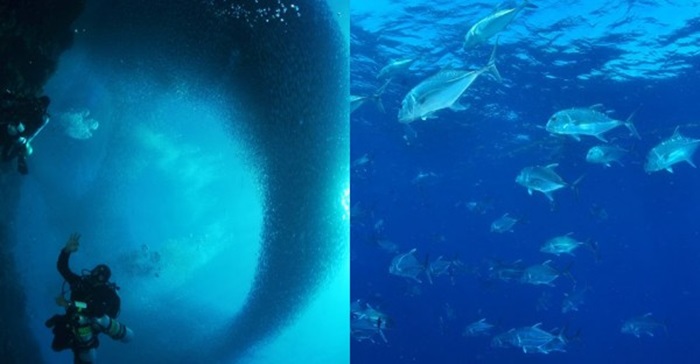 A large school of fish revolving around some divers