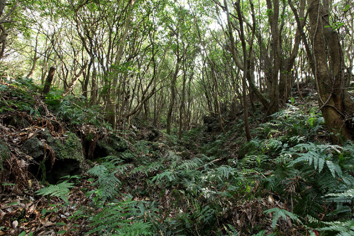 Cheongsu Gotjawal on Jeju Island. (photos courtesy of the Korea Forest Research Institute)