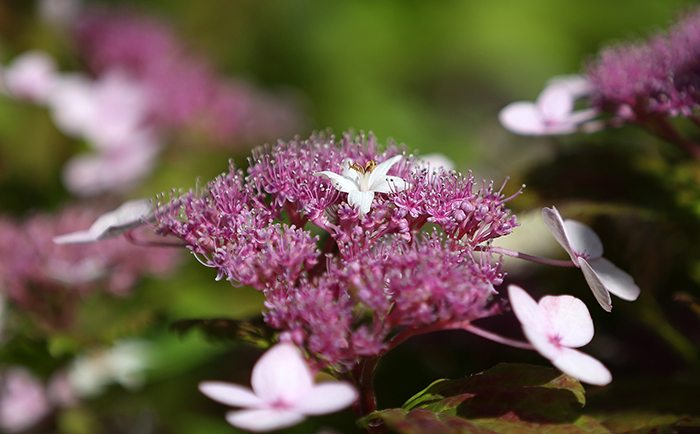 Hydrangeas are one of the wildflowers you can see on the grounds of the <i>Cheong Wa Dae Sarangchae</i>. This deciduous shrub grows well in damp areas between rocks. (Photo: Jeon Han)