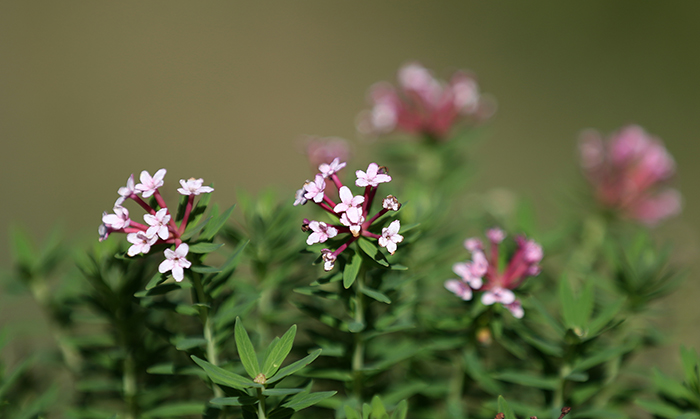 The <i>pibburipul</i>, meaning, 'blood colored roots,' or <i>stellera rosea</i>, is another one of the wildflowers planted in the garden of the newly re-opened <i>Cheong Wa Dae Sarangchae</i>. (Photo: Jeon Han)