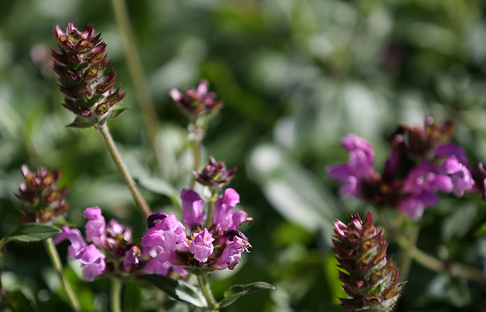 The <i>prunella vulgaris</i> is a perennial herb commonly called <i>ggulpul</i> in Korean, meaning, "honey flower." Hamyang-gun County in Gyeongsangnam-do (South Gyeongsang Province) holds a festival every year dedicated to honey made by bees who feed off this flower, a regional delicacy. (Photo: Jeon Han)