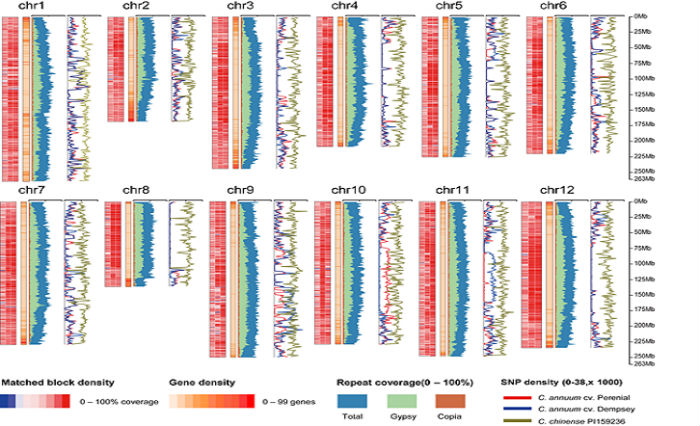 The outline of the analysis of the chili pepper’s 12 chromosomes