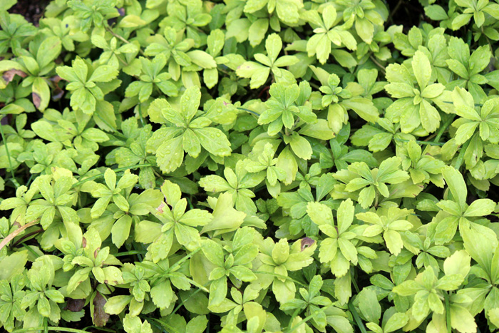 Cure_of_Plants_Cancer_02.jpg