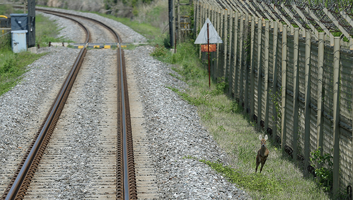 A baby Asian water deer jumps to the side of the DMZ Train. (photo: Jeon Han) 