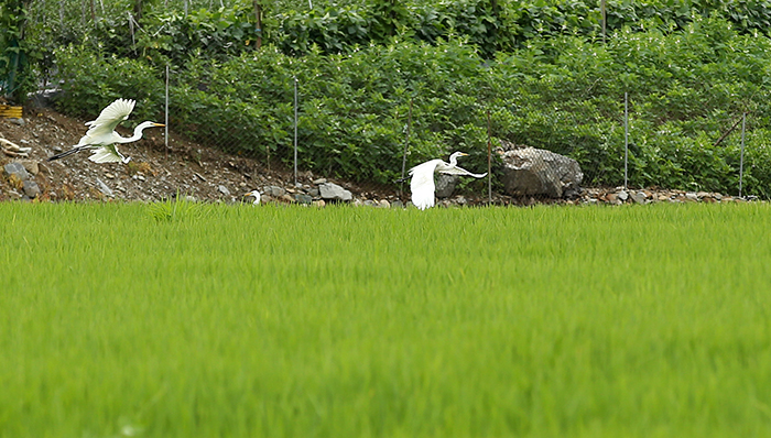 Cranes are often spotted in Cheorwon. (photo: Jeon Han)