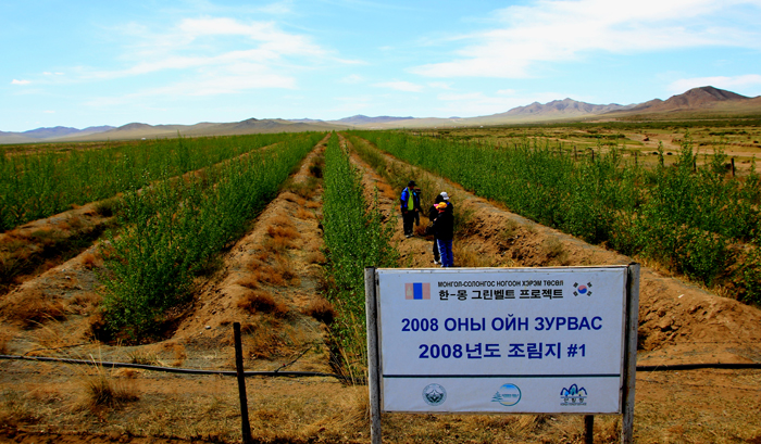 The Korea-Mongolia Greenbelt Forestation Project, underway since 2007, plants trees across the Lun Soum region and the Gobi Desert of Mongolia in an effort to combat rapid desertification. (photo courtesy of the Korea Forest Service)