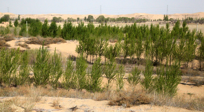 The Korea Forest Service plants about 3.2 million trees throughout the Gobi Desert in Inner Mongolia, China, with the goal of combating the region’s rapid desertification. (photo courtesy of the Korea Forest Service)