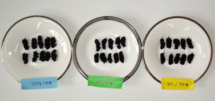 Half-dried mulberries are seen after they've gone through a drying process at 60 degrees Celsius (center) and at 90 degrees Celsius (right). They both retain a similar appearance to the unprocessed mulberries (left) with no disfiguration. 
