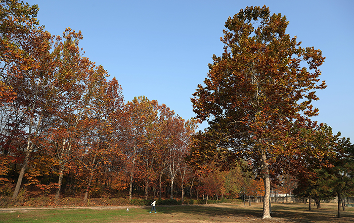 The Yongsan Family Park in Seoul shows off its autumn foliage. A parkgoer enjoys a stroll with their dog on the morning on Nov. 11.
