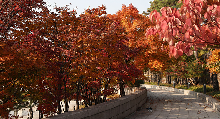 Trees surrounding the Mirror Pond at the National Museum of Korea showcase their beautiful autumn foliage on Nov. 11. A magpie is spotted heading back to its nest with food in its mouth.