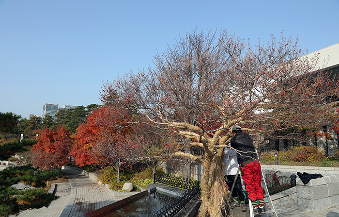 Caretakers and gardeners at the National Museum of Korea wrap tree trunks in straw, prepping them for the upcoming winter, on Nov. 11.