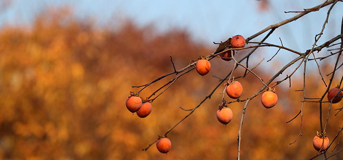 Ripe persimmons hang from the branches and glisten in the sunshine at the National Museum of Korea on Nov. 11.