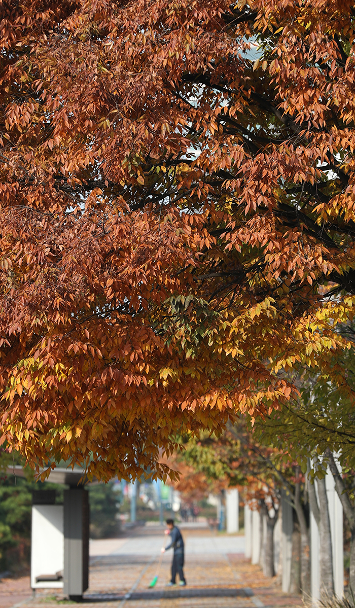 A caretaker at the National Museum of Korea sweeps fallen leaves from the pathway on Nov. 11.
