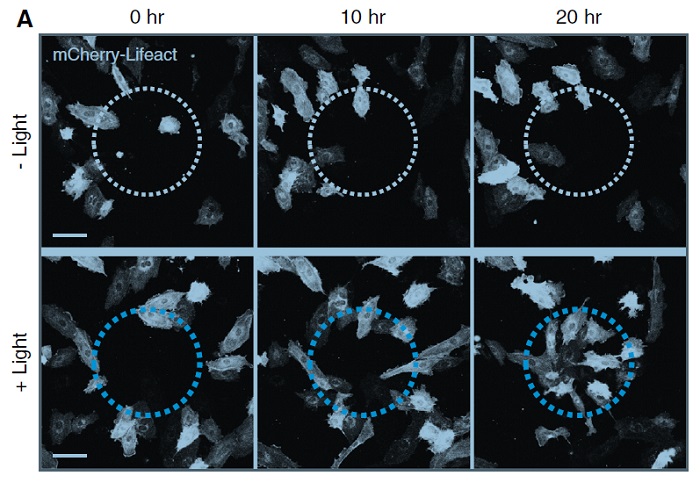 Circular blue light is applied to cells and allows cell movement to come to light (bottom), compared to the group without any illumination (top).