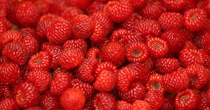 Raspberries grown in Gimhae account for about 70 percent of the total volume of raspberries grown in Korea.