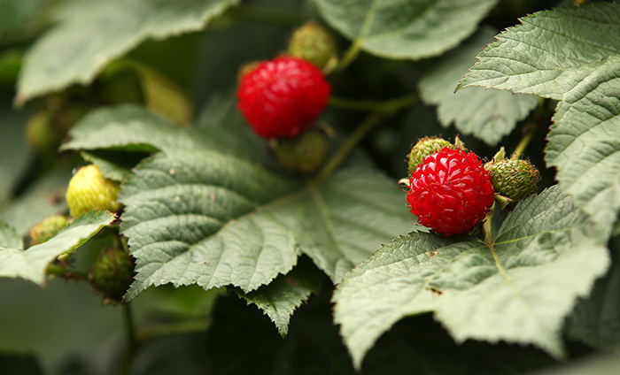 Ripe raspberries await the harvest, in Sangdong-myeon Township in Gimhae City.