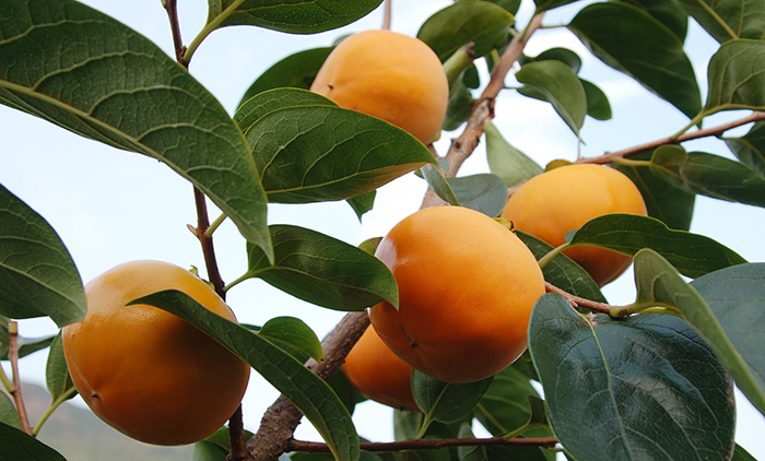 Sweet persimmons grown in Jinyeong contain a high proportion of sweetness and naturally nutritious elements.