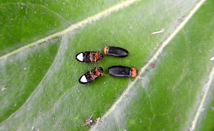 A large number of Hotaria unmunsana are known to inhabit Cheongsu Gotjawal on Jeju Island. (photo courtesy of the Korea Forest Research Institute)