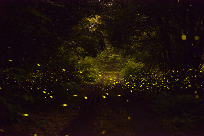 Hotaria unmunsana, an 'unmunsan' variety of fireflies, glow at night in Cheongsu Gojawal forest on Jeju island. (photo courtesy of the Korea Forest Research Institute) 