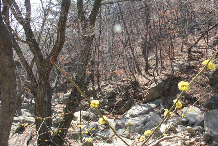 Hikers can enjoy a creek with clear-flowing water along the valley floor (top) and wild flowers that just have started to bloom. 