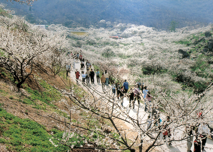 People enjoy the scenery during the Gwangyang International Maehwa Festival. (photo courtesy of Korail Tourism Development)