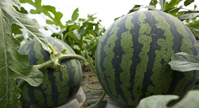 Ripe watermelons in a plastic greenhouse in Haman wait for harvesting.