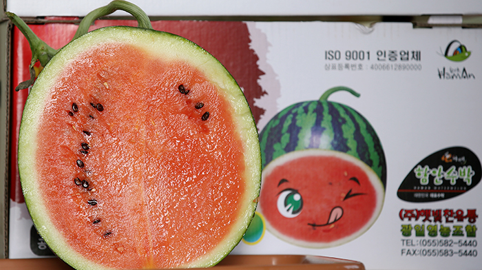 The extremely sweet watermelons of Haman can be enjoyed regardless of the season. In the winter, fruit harvested in December is so popular that it accounts for more than 80 percent of the yearly Korean watermelon market.