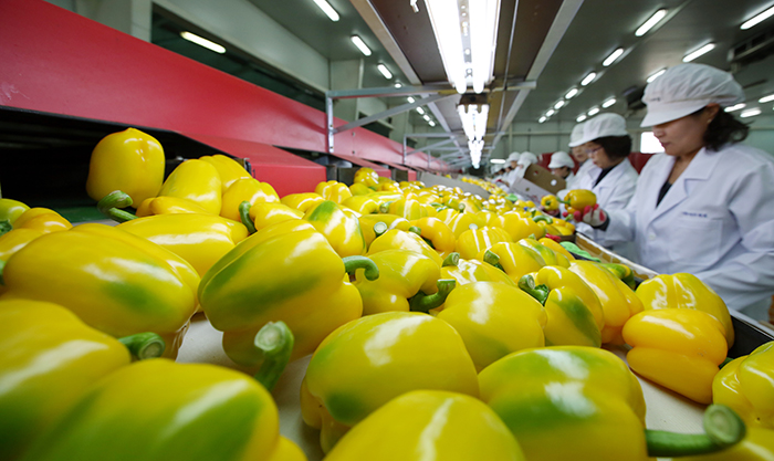 Paprikas undergo a visual inspection after being harvested from farms in Haman County and run through an automatic sorting mechanism.