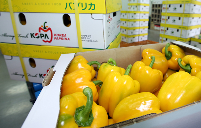 Paprikas grown in Haman County wait for export to Japan under the brand name 'Kopa.'