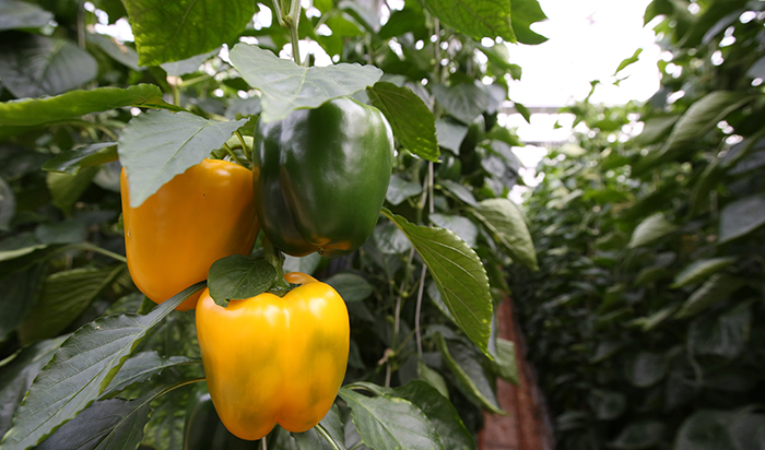 Paprikas grown inside an environment-friendly glass greenhouse wait for harvesting.