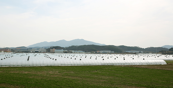 Plastic greenhouses covering a watermelon field create a singular view in Haman County.