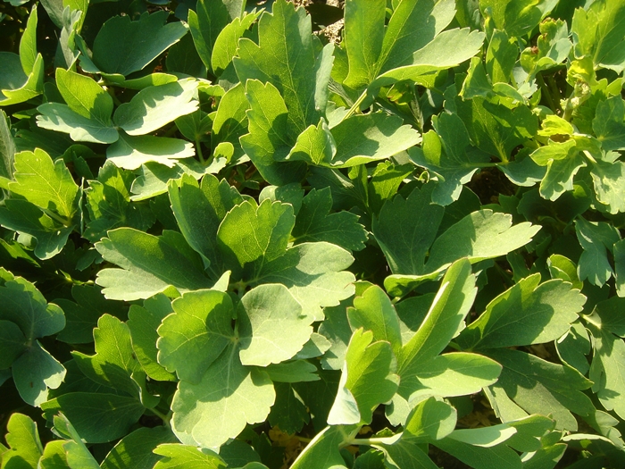 Herbs%20to%20overcome%20spring%20fatigue%2001.JPG