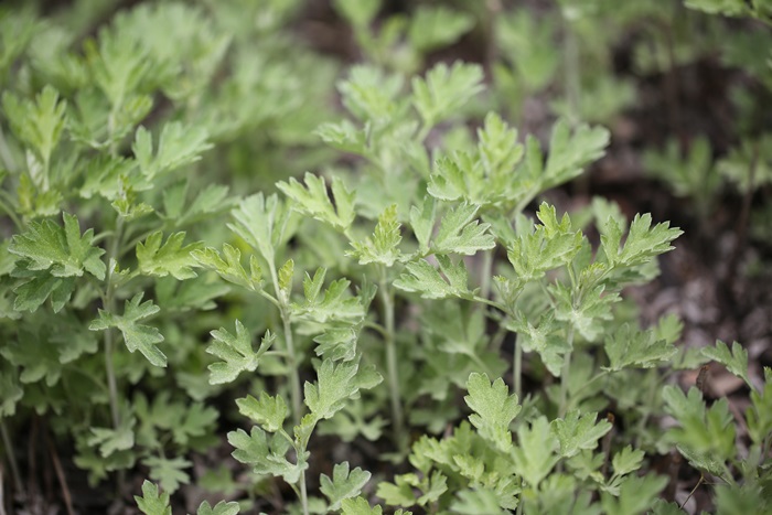 Herbs%20to%20overcome%20spring%20fatigue%2003.JPG