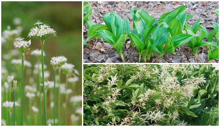 Herbs%20to%20overcome%20spring%20fatigue%2005.jpg