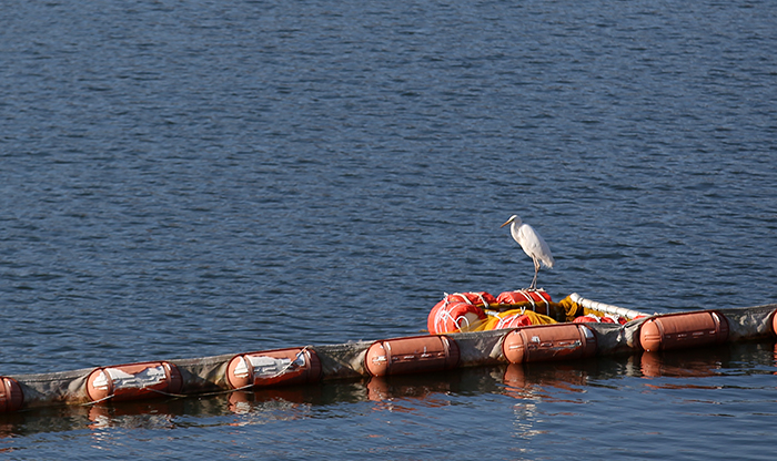  The upper reaches of the Seomjingang River are famous as a white heron habitat. 