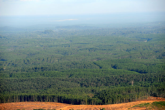 On Kalimantan Island, the Korean firm Korindo works on a forest that covers some 67,300 hectares. It plans to further grow new forests covering about 12,000 hectares each year by 2041.